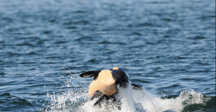 Starving Orca's Capture